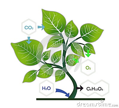 photosynthesis, oxygen from green plants Stock Photo